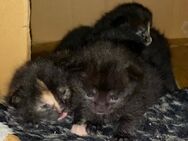 Schildpatt Katzen Babys Main coon mix Ulm - Ulm
