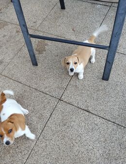 Liebevolle Zuhause gesucht für unsere Jack-Russell-Terrier-Welpen! - Hösbach