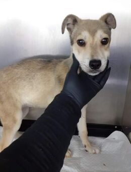 Süsse PERLA sucht liebe Familie - Neuberg