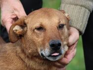 Sanjan - kinderlieber Familienhund - Lohra