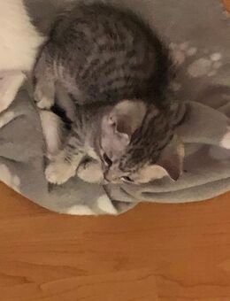Bkh Baby Katze - Aachen
