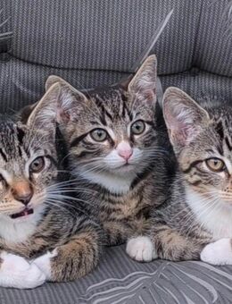 Heilige Birma/BHH Mix Kitten - Kühren