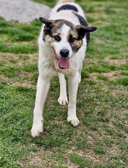 🤍OZMO = großartiger+ sozialer Hund♥️ - München