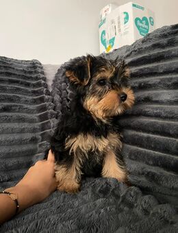 Yorkshire terrier Welpen - Gößweinstein