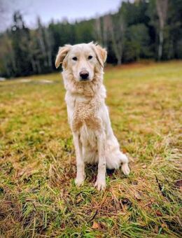 Sparky braver, liebevoller Hund - Neuberg