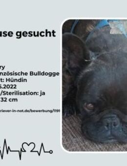 Zuhause gesucht für unsere Mory - Lippetal