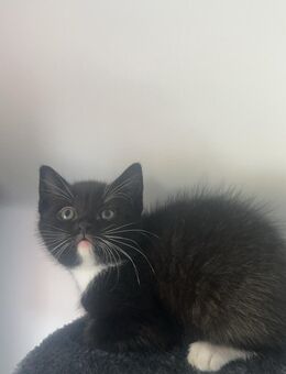 Bkh mix kitten - Marl (Nordrhein-Westfalen)
