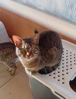 Victor aus dem Tierschutz - Grevenbroich