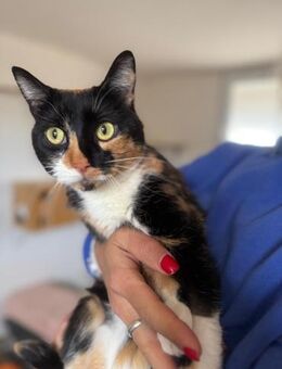 Arany aufmerksam, mutig und sanft - München