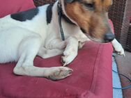 Parson Russel Terrier - Halle (Saale)