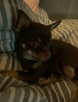 Hund chiuwawa - Augsburg