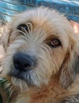 Sid, geb. ca. 08/2022, GRIECHENLAND - Euskirchen