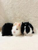 Farbenzwerge Zwergkaninchen Babys Löffelohr in 81377