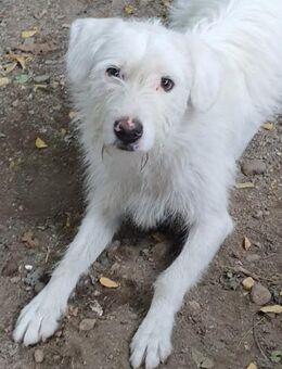 Poldi 56 cm - Alpenrod