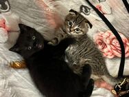 4 süße Kitten suchen ein neues Zuhause - Bonn