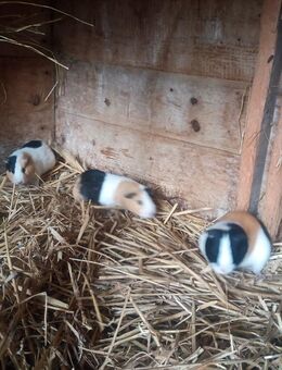 Bunte Meerschweinchen Böcke abzugeben - Frauenstein Zentrum