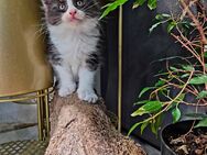 Maincoon Katzen zu verkaufen - Hanau (Brüder-Grimm-Stadt) Innenstadt
