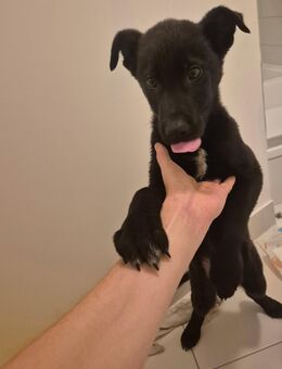 Welpe (Labradormix) Bruno sucht Zuhause - Greifswald