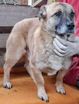 Michel sanfter, freundlicher Rüde mit - Koblenz