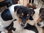 Jack russel terrier Tricolor - Kutenholz