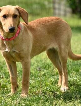 RUBY - sanft, aufmerksam, zärtlich - Linden (Hessen)