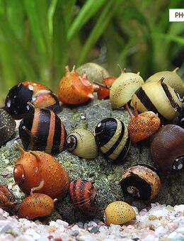 Geweihschnecke - Clithon sp ( Mix ) Ab 1€/st ideale Algenfresser - Köln