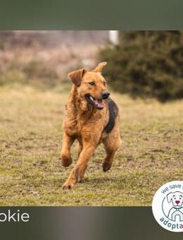 Cookie Rüde zum Spielen und Kuscheln! - Kirchzell
