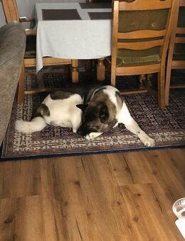 Amerikanische Akita - Nordhorn
