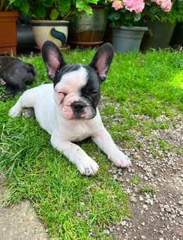 Französische Bulldogge Welpe - Weimar