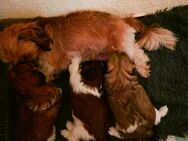 Shih-Tzu Welpen - Lauda-Königshofen