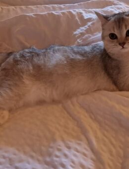 Wunderschöne reinrassige BKH Kitten tierärztlich untersucht, geimpft, abgabebereit - Weitnau