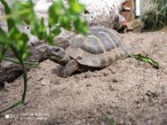 griechische Landschildkröte 2025 mit Cites Papieren - Weiden (Oberpfalz) Zentrum