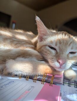 Rote Katze - Wadern