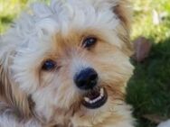 Verschmuster Flocki sucht seine Familie - Kallmünz