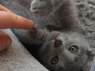 Russisch Blau Katerchen, 4 Monate jung - Kirn