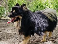 Deckrüde „Taps“ – Langhaar-Spitz in Schwarz-Braun (1 Jahr alt) steht gesunden Hündinnen zur Verfügung - Hamburg