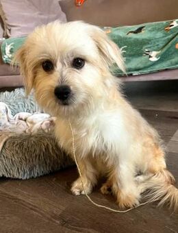 LAURI MÖCHTE HERZ IHRER FAMILIE KLAUEN - Mönchengladbach