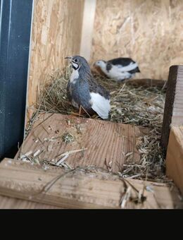 Chinesische Zwergwachteln abzugeben - Hannoversch Münden
