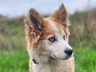 Bildhübscher Rüde ( Elo x Husky ) sucht seine Familie - Genthin