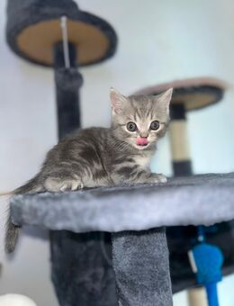 Bkh Kitten Grey/Tabby - Lüdenscheid