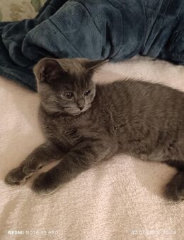Kitten britische BKH - Essen
