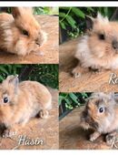 Löwenköpfchen Zwergkaninchen Kaninchen abzugeben in 06449
