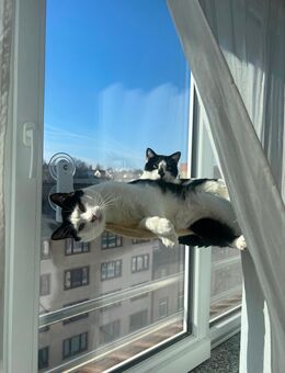 EKH Kater Peach & Eddie suchen Zuhause mit Hund - Merxheim