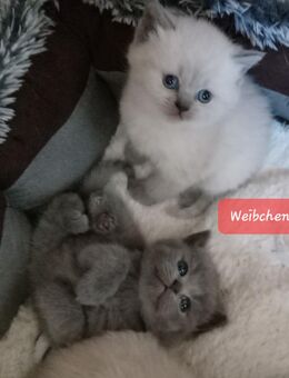 Reinrassige BKH Kitten - Brakel