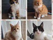 Maine Coon Kitten suchen ihr Traumzuhause, abgabebereit - Flieden