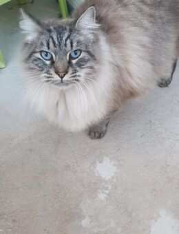 Morty sucht Einzelplatz - Lauda-Königshofen