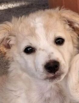 Seris, geb. ca. 09/2025, GRIECHENLAND - Euskirchen