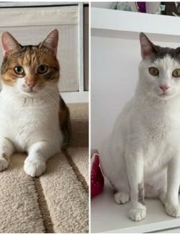 ✨Zara & Lipci ein Herz & eine Seele✨ - Eislingen (Fils)