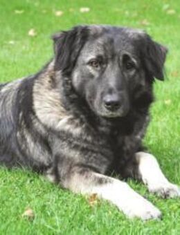 MILLA - sanfte&verschmuste Hundedame - Betzenstein