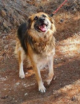 Liebevolle Koukla sucht ihr Zuhause! - Mettmann